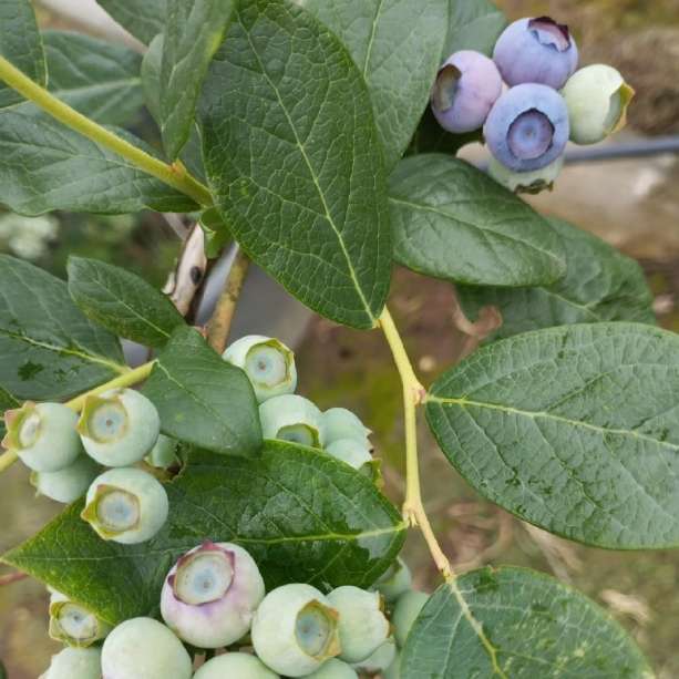 تصویر 3 از فروش عمده نهال بلوبری دو ساله میوه دار به همراه بستر کشت تخصصی و کود