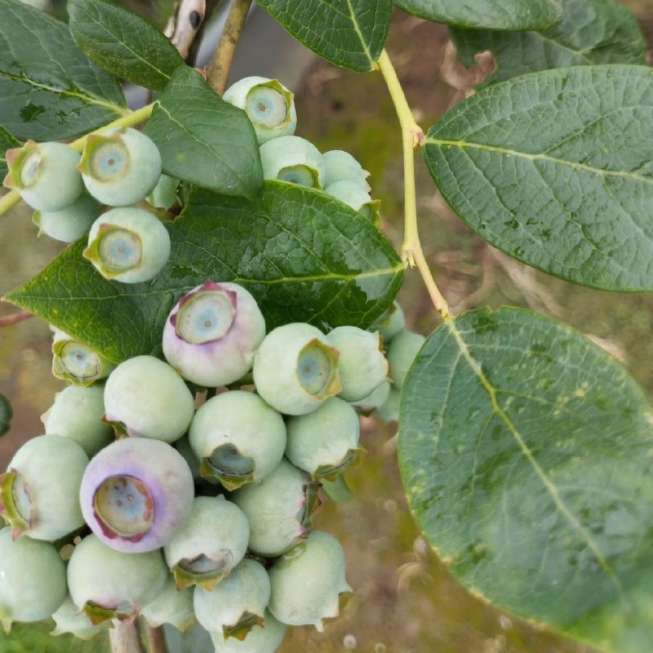 تصویر 2 از فروش عمده نهال بلوبری دو ساله میوه دار به همراه بستر کشت تخصصی و کود