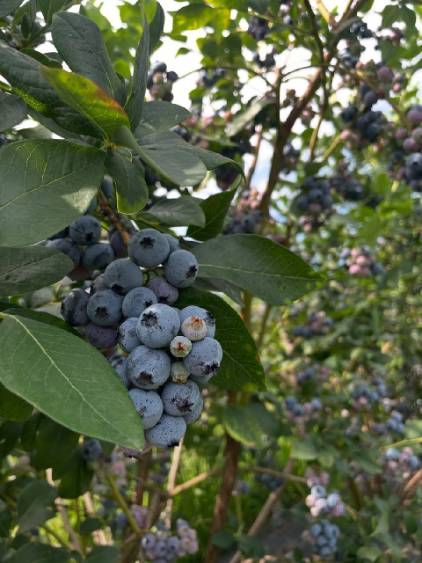 تصویر 5 از فروش فوق العاده میوه بلوبری جامبو تولید ایران + میوه ارگانیک بدون نیترات مناسب صادرات