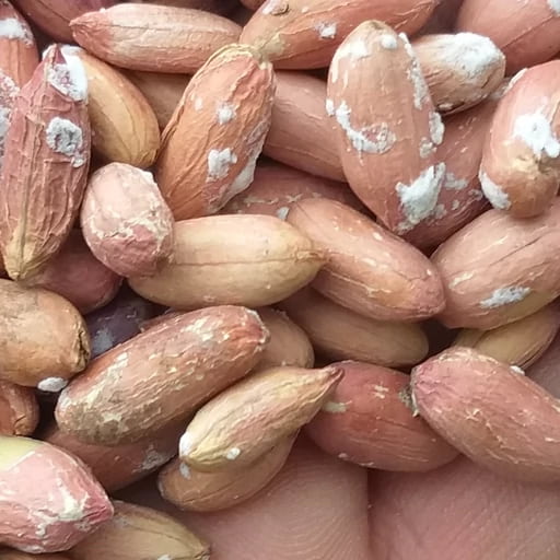 تصویر 3 از بادام زمینی ریز شور گزینه ای اقتصادی و دلچسب