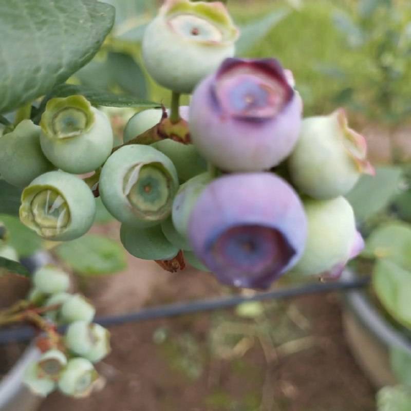 تصویر 3 از خرید نهال بلوبری دوساله میوه دار با تضمین باردهی