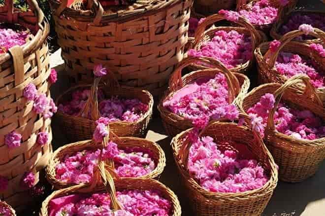 گلاب هرول با عطر متمرکز و هویت طبیعی