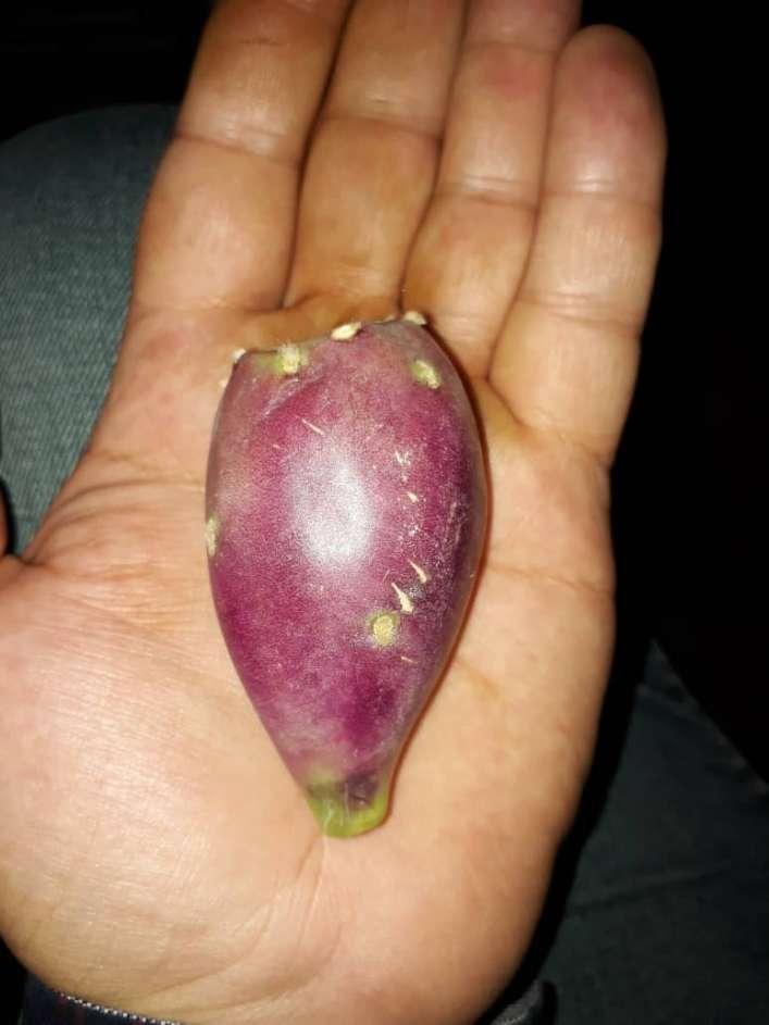 تصویر 4 از فروش عمده میوه کاکتوس صادراتی + تامین عمده میوه کاکتوس انگلمانی