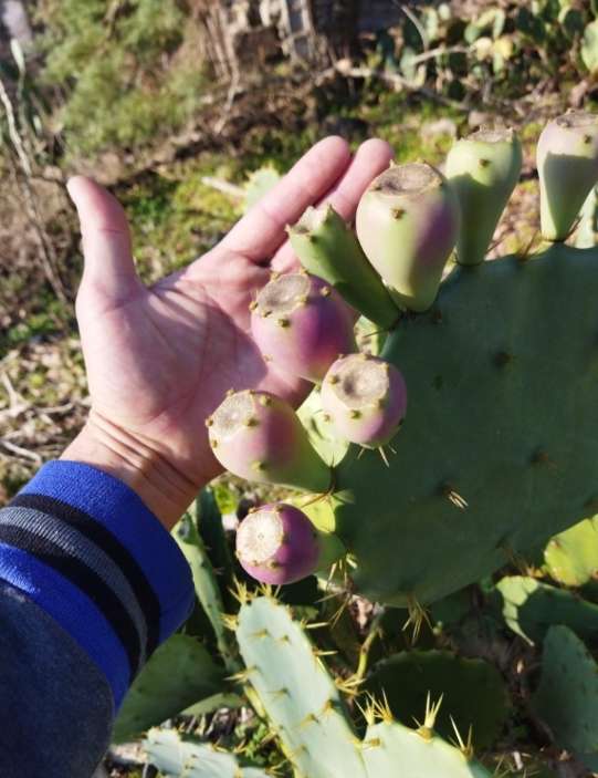 تصویر 5 از فروش عمده میوه کاکتوس صادراتی + تامین عمده میوه کاکتوس انگلمانی