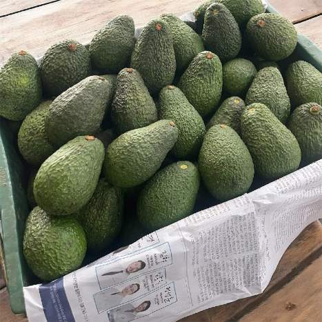تصویر 4 از فروش عمده آووکادو ایرانی با قیمت رقابتی + انواع آووکادو تیپ A و B