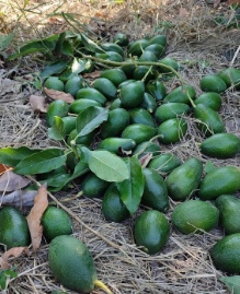 تصویر 1 از فروش عمده آووکادو ایرانی با قیمت رقابتی + انواع آووکادو تیپ A و B