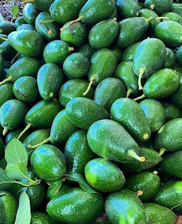 تصویر 3 از فروش عمده آووکادو ایرانی با قیمت رقابتی + انواع آووکادو تیپ A و B