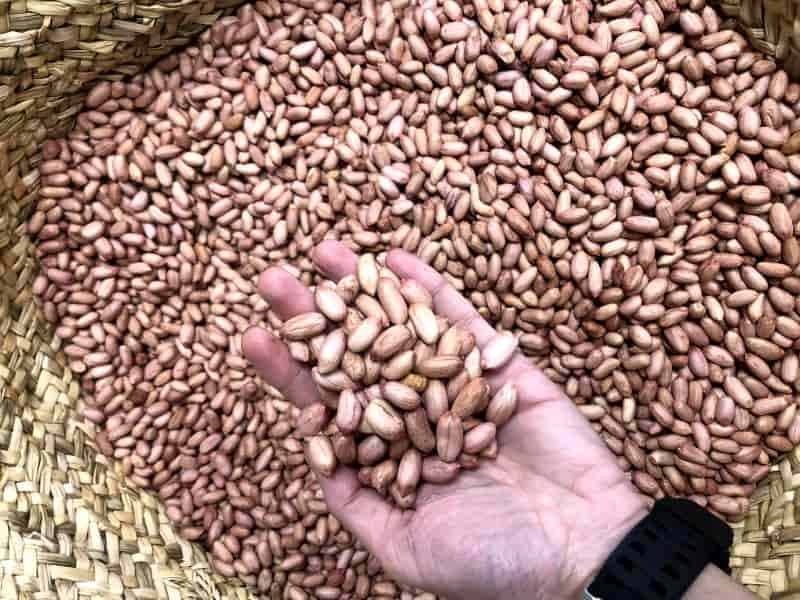 بادام زمینی فله ای گزینه ای فوق العاده اقتصادی