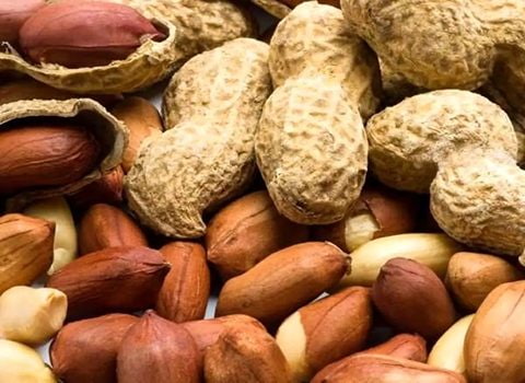 تصویر 4 از بادام زمینی دشت مغان محصولی معروف از دشت مغان