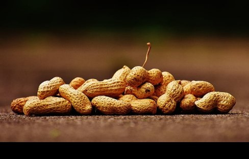 تصویر 3 از بادام زمینی دشت مغان محصولی معروف از دشت مغان