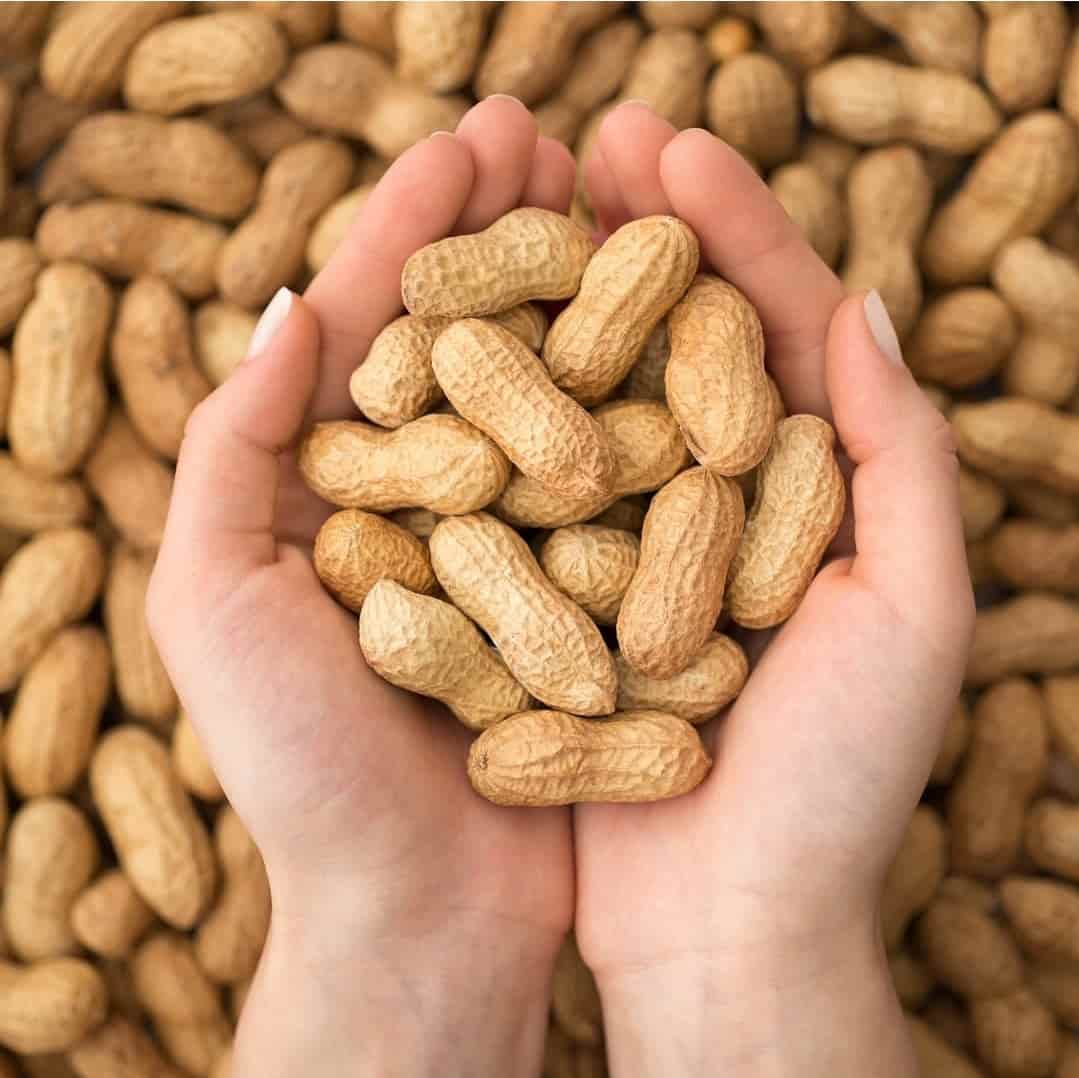 تصویر 1 از بادام زمینی دشت مغان محصولی معروف از دشت مغان