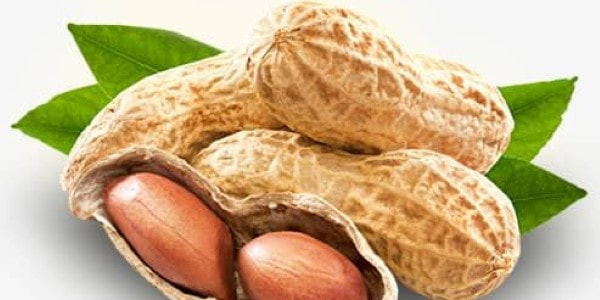 بادام زمینی آستارا با کیفیت ممتاز و طعم طبیعی