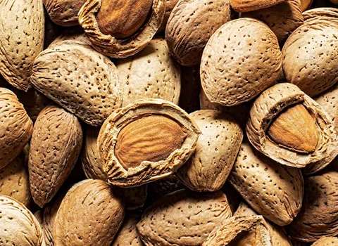 قیمت خریدمغز  بادام سنگی + خرید عمده