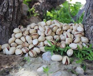 تصویر 3 از پسته کله‌ قوچی ممتاز با مغز کامل و کیفیت عالی مخصوص شب یلدا