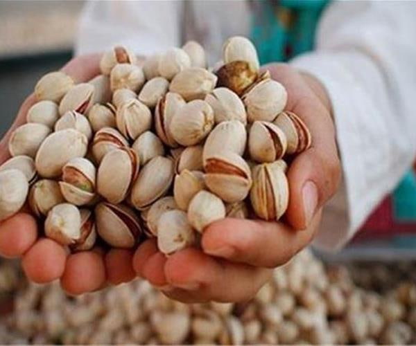 تصویر 2 از پسته کله‌ قوچی ممتاز با مغز کامل و کیفیت عالی مخصوص شب یلدا