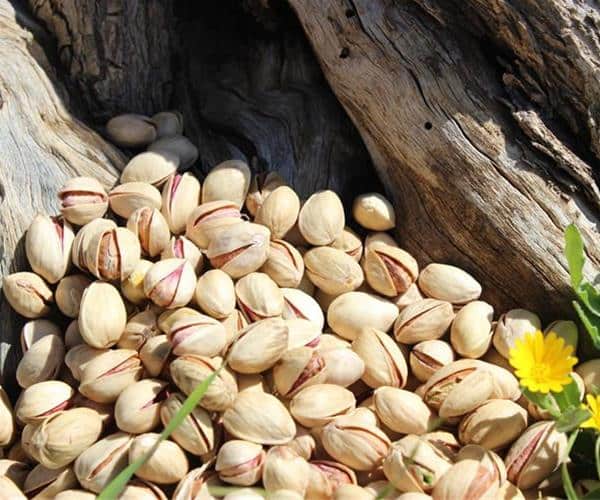 تصویر 1 از پسته کله‌ قوچی ممتاز با مغز کامل و کیفیت عالی مخصوص شب یلدا