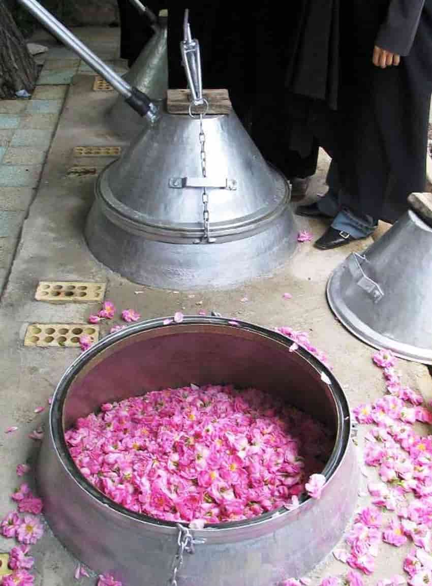 تصویر 4 از گلاب شیشه ای دو آتیشه با عطر طبیعی گل