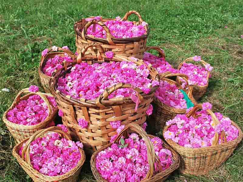 تصویر 1 از گلاب شیشه ای دو آتیشه با عطر طبیعی گل