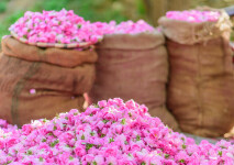 تصویر 2 از گلاب ممتاز خالص خوش عطر مخصوص لحظه های خاص