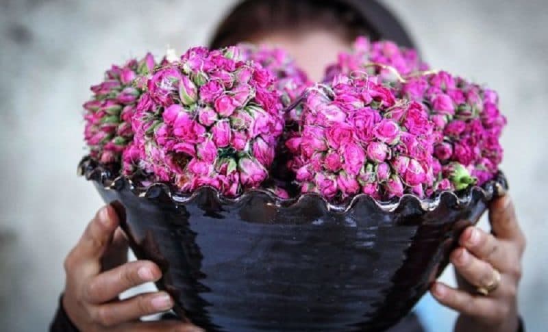 گلاب ممتاز خالص خوش عطر مخصوص لحظه های خاص