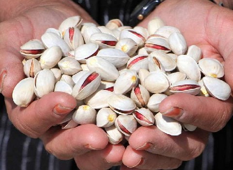 تصویر 2 از پسته کله قوچی سبزوار با ظاهر زیبا و طبیعی ارگانیک