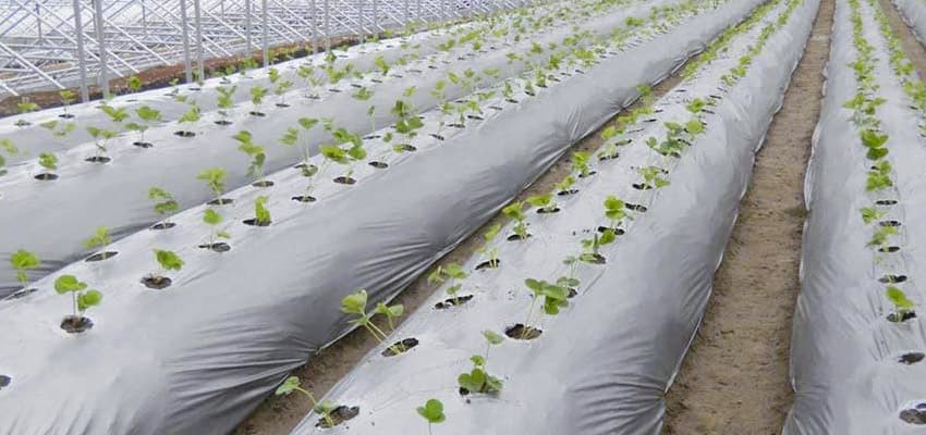 تصویر 3 از نایلون مالچ برای نگهداری رطوبت در باغ‌ ها و مزارع