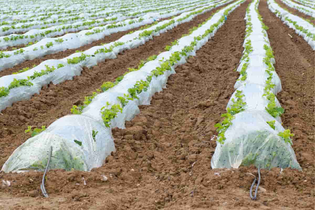 تصویر 2 از نایلون مالچ برای نگهداری رطوبت در باغ‌ ها و مزارع