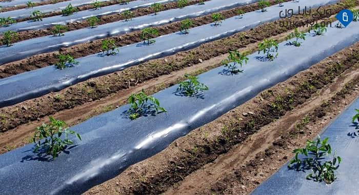 تصویر 4 از نایلون مالچ برای نگهداری رطوبت در باغ‌ ها و مزارع