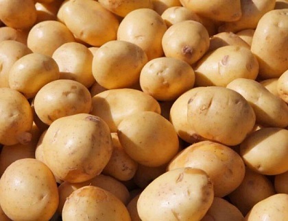 تصویر 3 از سیب زمینی خاکی فروش ویژه و ارزان