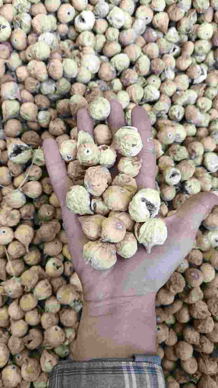 تصویر 3 از خرید و فروش عمده انجیر خشک ارگانیک استهبان سورت صادراتی و تأمین مستقیم