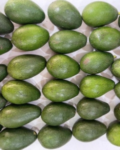 قیمت عمده آووکادو داخلی درجه یک ایرانی