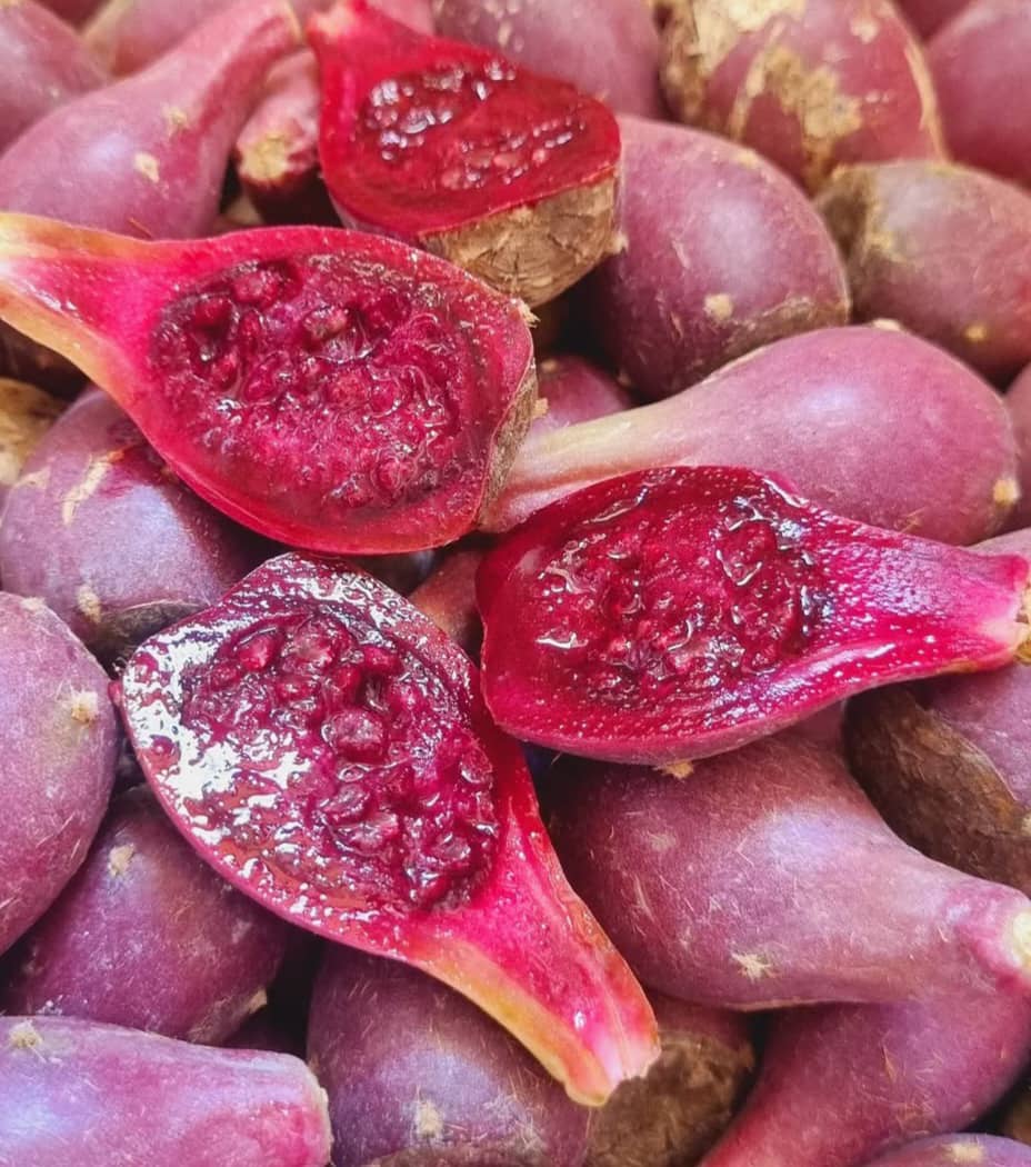 فصل فروش عمده میوه کاکتوس رسید