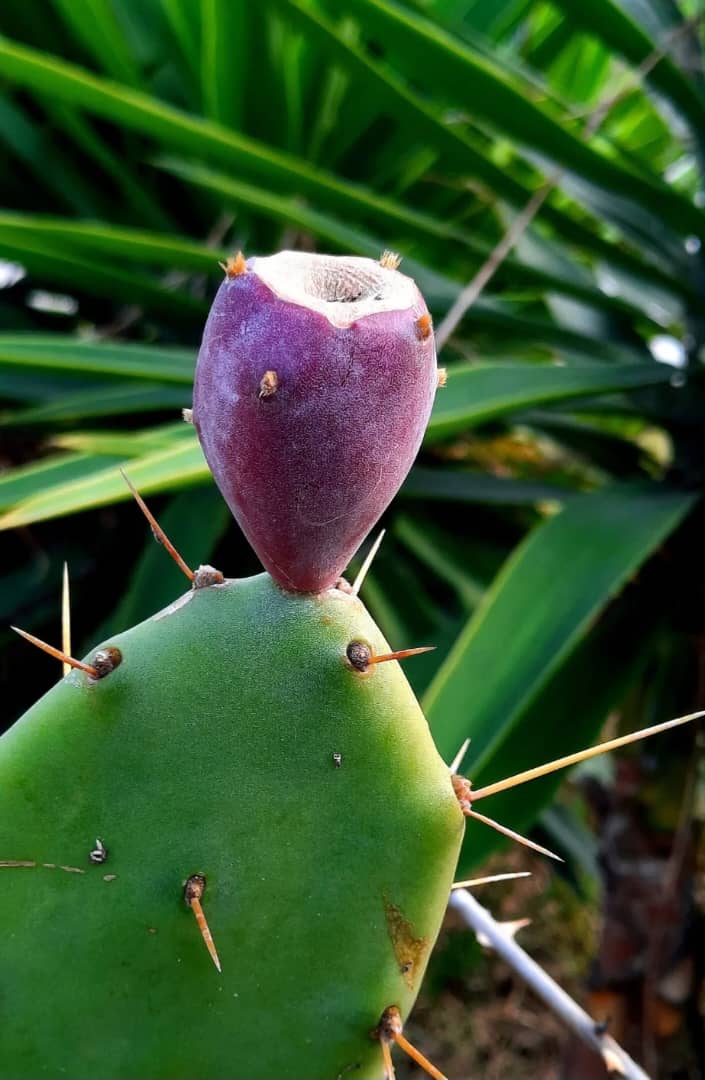 تصویر 2 از فصل فروش عمده میوه کاکتوس رسید