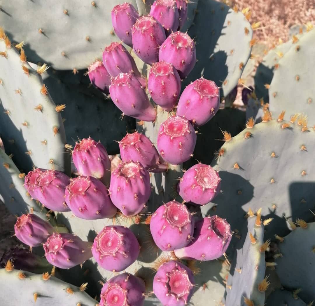 تصویر 3 از فصل فروش عمده میوه کاکتوس رسید