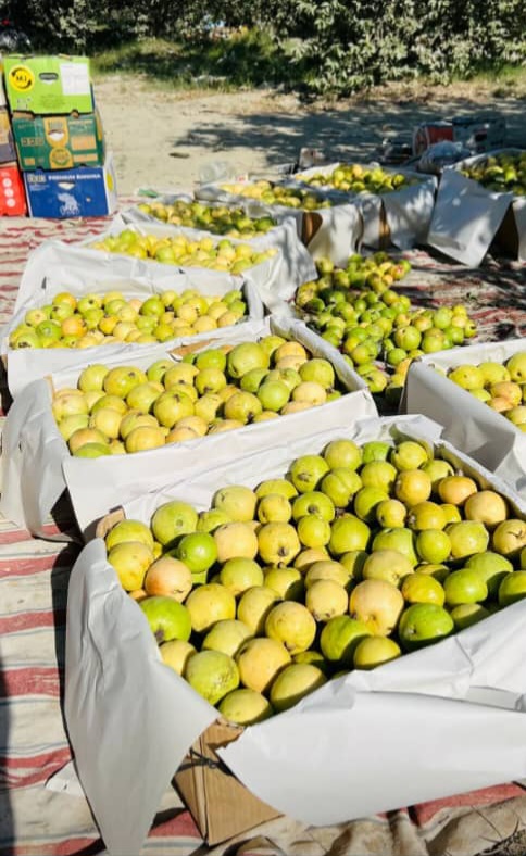 تصویر 4 از سفارش گواوا جنوب عمده بهترین شرایط خرید