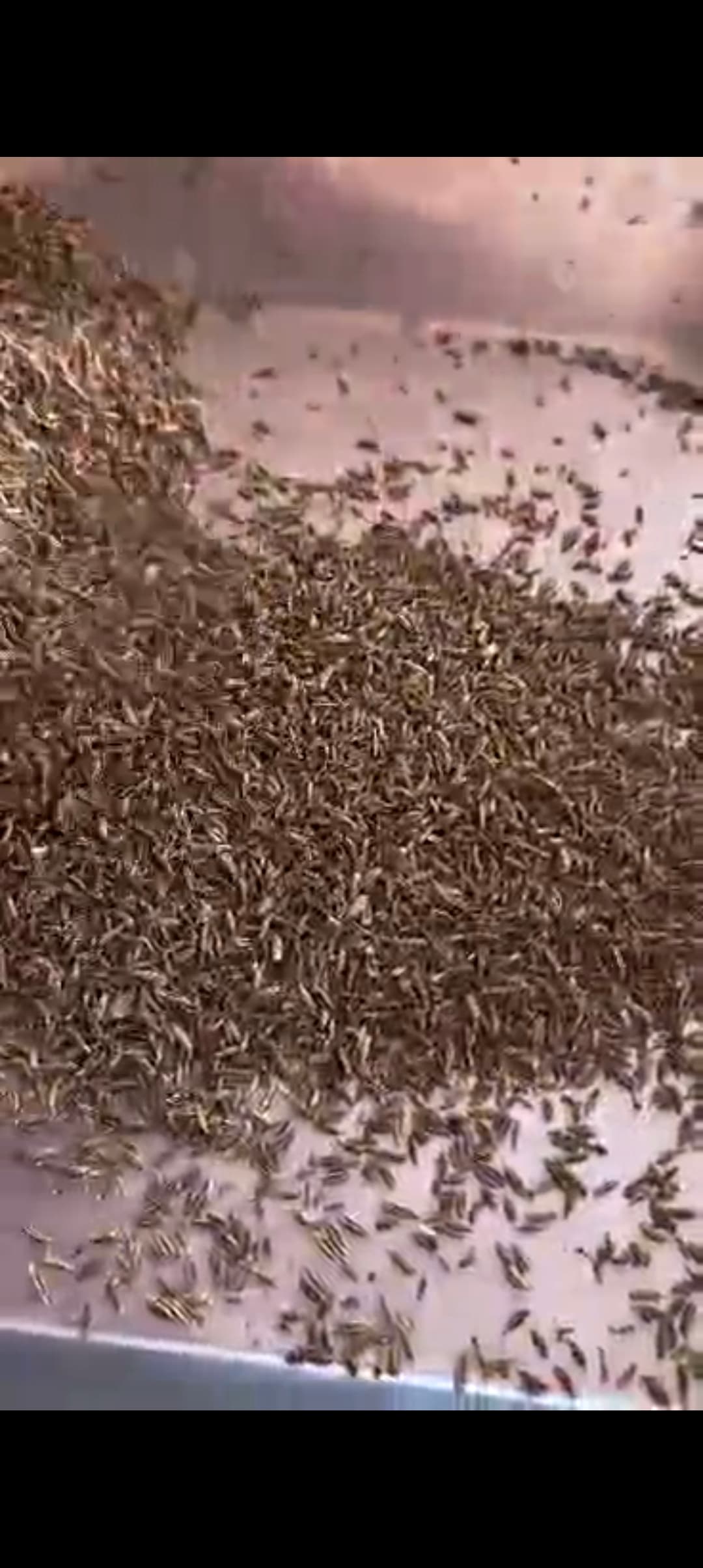 فروش زیره سبز خراسان مناسب بسته بندی عطاری + خرید زیره بوجاری شده داخلی