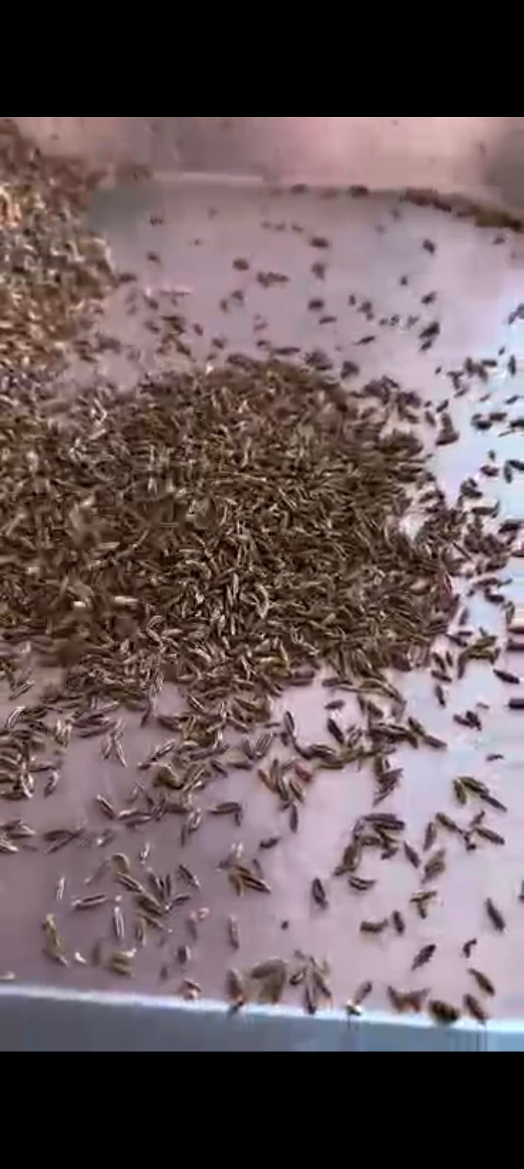 تصویر 1 از فروش زیره سبز خراسان مناسب بسته بندی عطاری + خرید زیره بوجاری شده داخلی