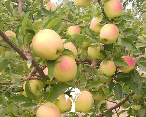 تصویر 4 از خرید و فروش سیب زرد لبنان با شرایط فوق العاده