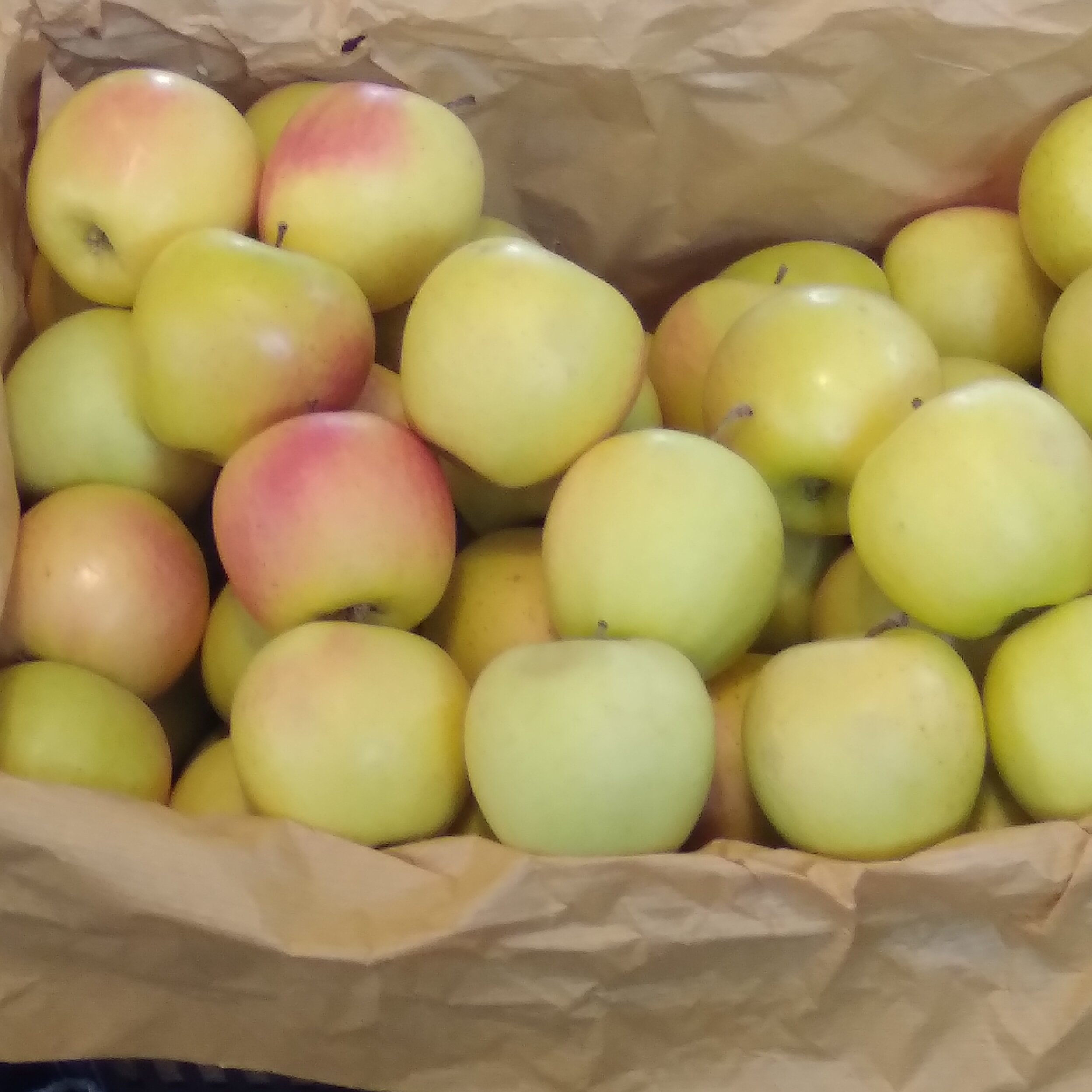 تصویر 4 از خرید و فروش سیب زرد سمیرم مراغه + قیمت فروش استثنائی