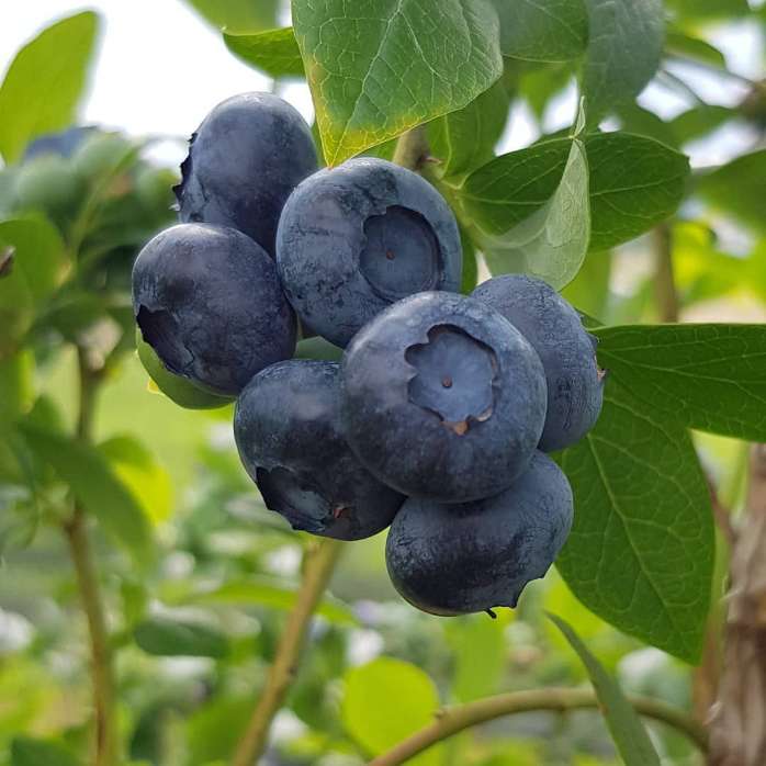 تصویر 4 از بلوبری ایرانی جامبو درجه یک اماده عرضه مستقیم از مزرعه + فروش مستقیم بلوبری