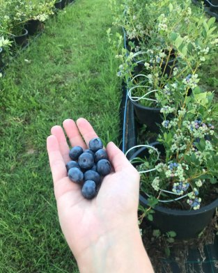 فروش عمده بلوبری در رشت + فروش بلوبری در تهران