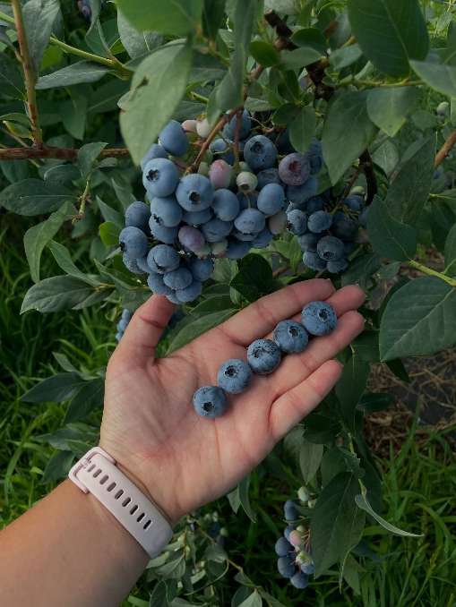 تصویر 4 از فروش عمده بلوبری در رشت + فروش بلوبری در تهران