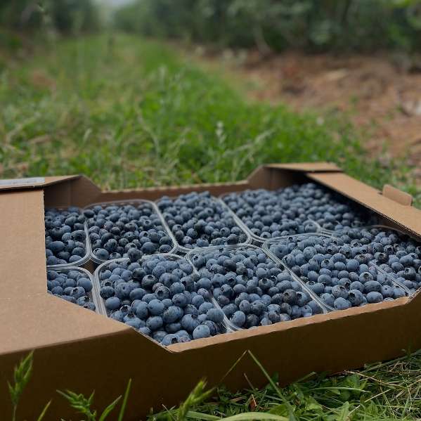 تصویر 3 از فروش عمده بلوبری در رشت + فروش بلوبری در تهران