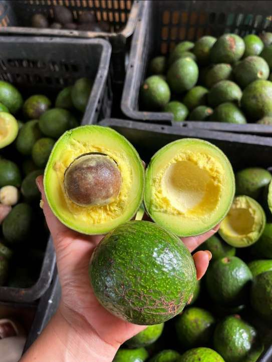 تصویر 2 از پخش آووکادو شمال ایران در بازار تهران + قیمت آووکادو ایرانی