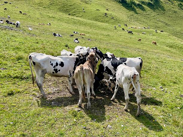 سنگ نمک دامی با خلوص بسیار بالا + قیمت اقتصادی