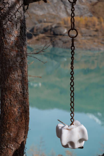 نمک دامی اصل + خلوص بالا