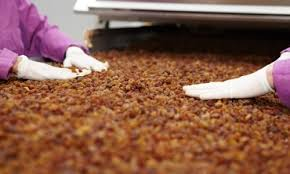 تصویر 2 از کشمش تیزابی فله با بافت نرم و شیرین تازه