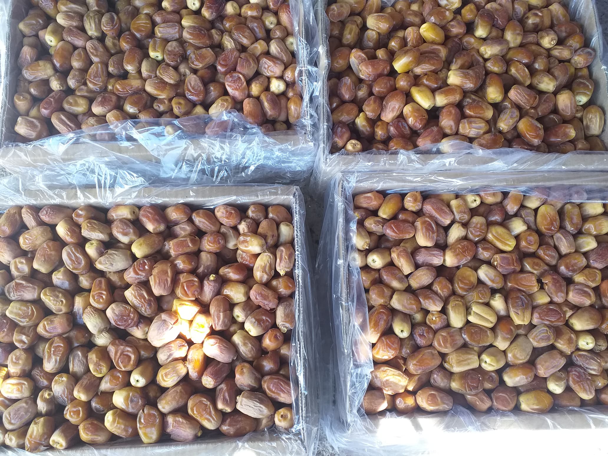 تصویر 4 از خرید فروش فوری درجه یک خرما زاهدی تامین استان بوشهر بهترین کیفیت عالی داخلی صادراتی