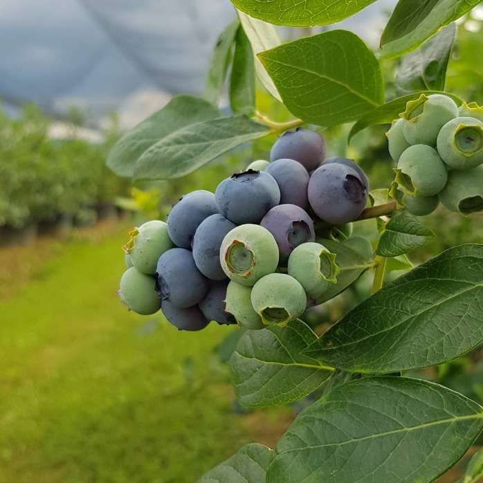 فروش عمده بلوبری در رشت + فروش عمده بلوبری در تهران