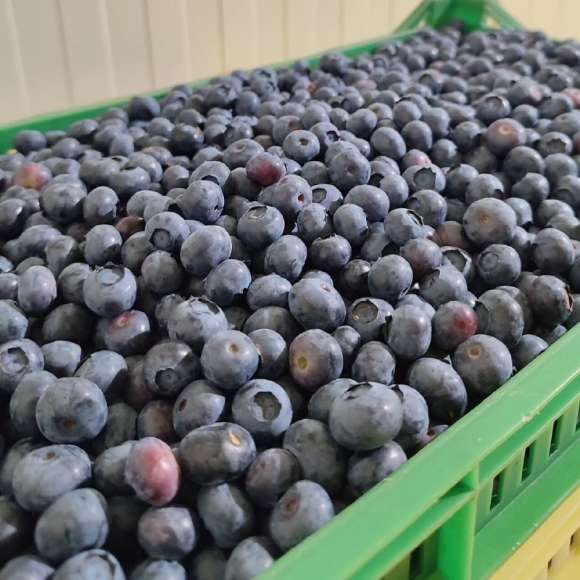 تصویر 1 از فروش عمده بلوبری در رشت + فروش عمده بلوبری در تهران